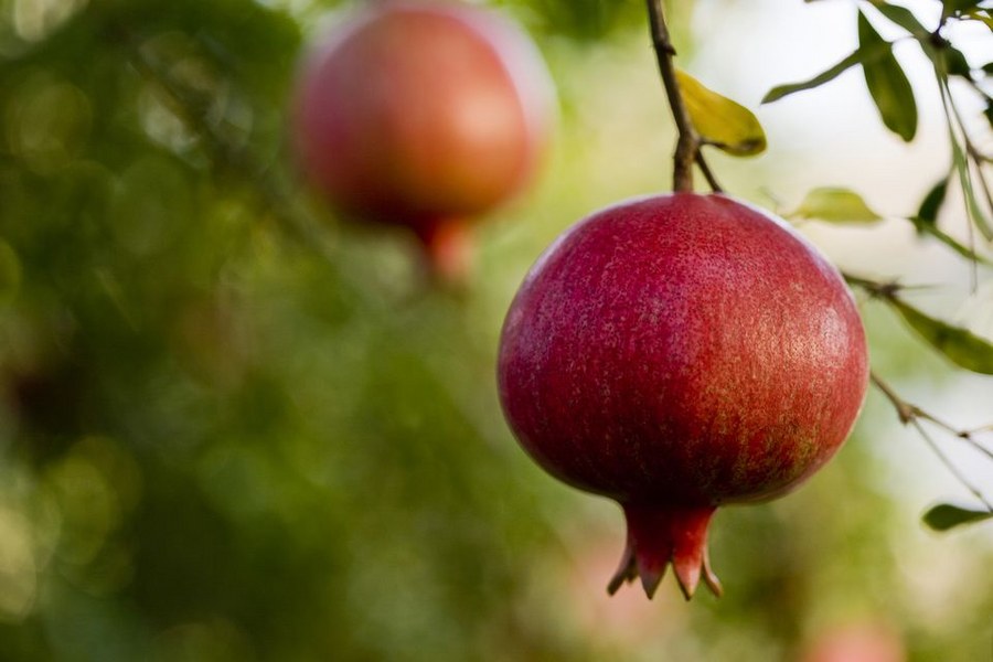 usa-california-san-benito-county-ripe-pomegranates-on-tree-159237544-594ab22d5f9b58d58a2de6b0
