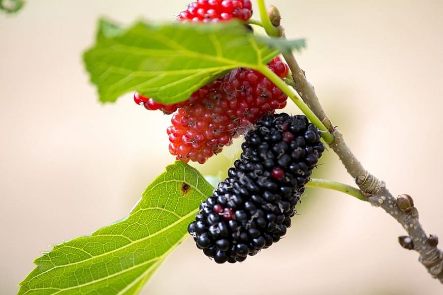 blackberry-purple-mulberry-natura-spring (1)