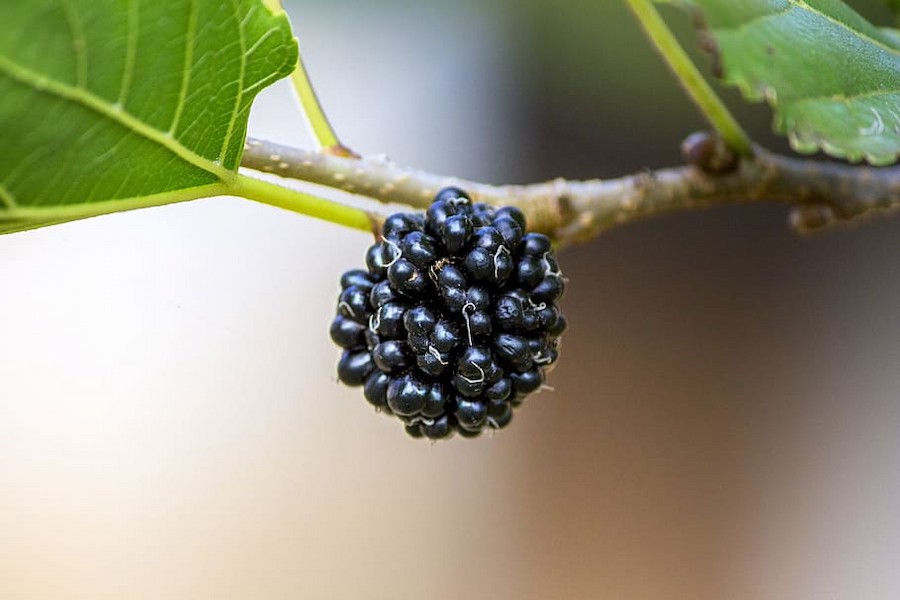 blackberry-purple-mulberry-natura-spring