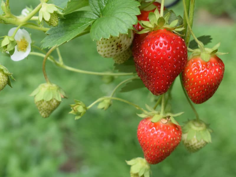 عرضه انواع توت فرنگی ارگانیک با تناژ بالا و قیمت بسیار رقابتی