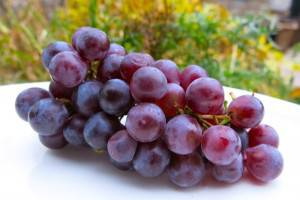 Concord-Grape-Cluster-copy-2-300x200