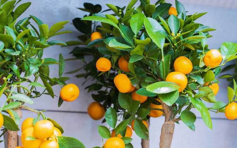 خرید نارنگی جنوب با بهترین کیفیت و تنوع بی نظیر