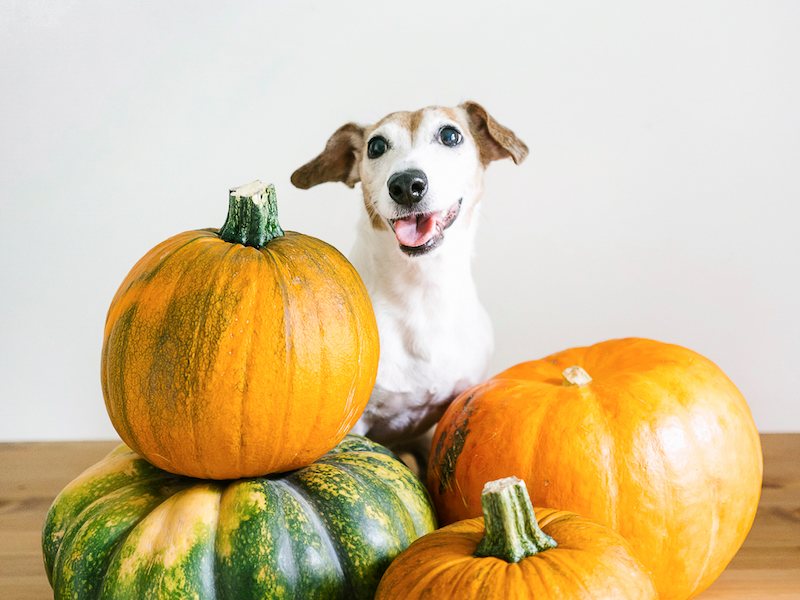 2021-11-16_Can_Dogs_Eat_Pumpkin