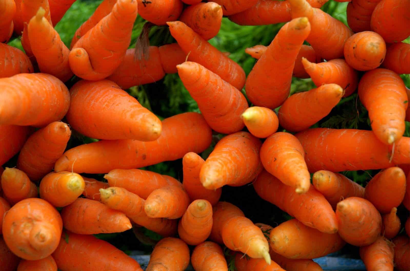 carrots-1324313