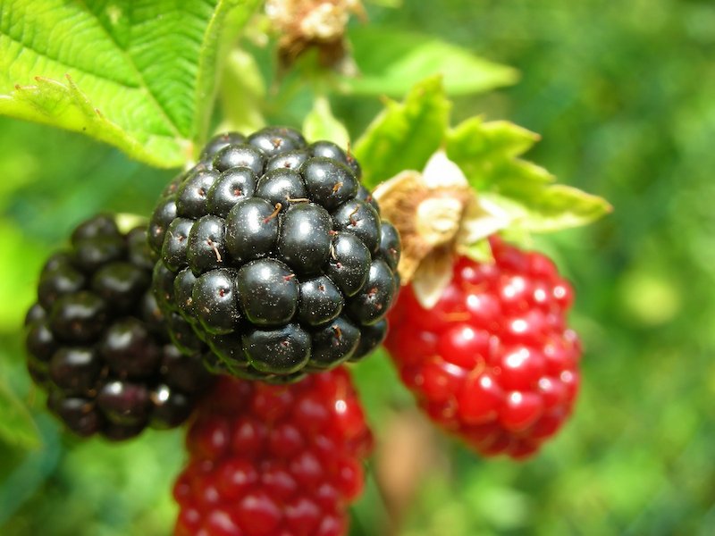 blackberries-1323613