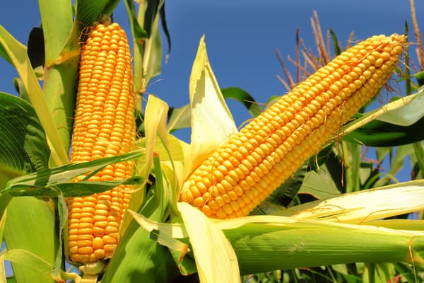 Check-Out-Fun-With-Corn-At-The-Magoffin-Historic-Center