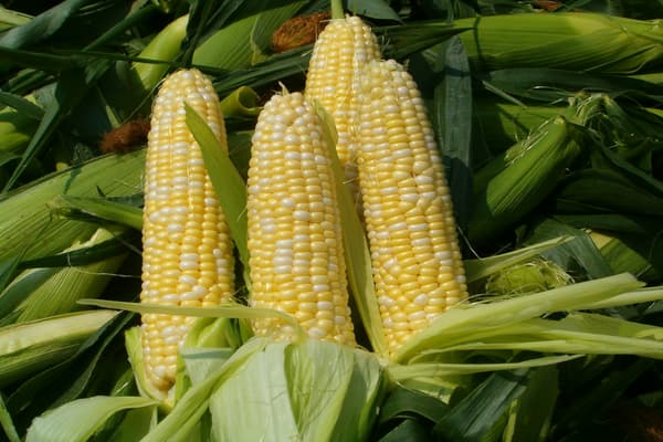 sweet-corn (1)