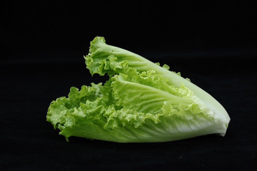 Romaine-lettuce (1) (1)