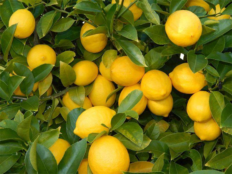 خرید عمده ای محصول لیمو ترش صادراتی با قیمت مناسب