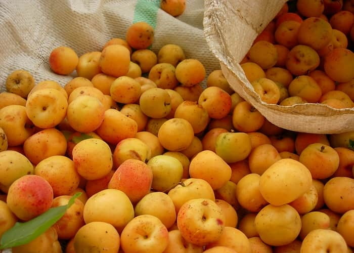 Many_apricots