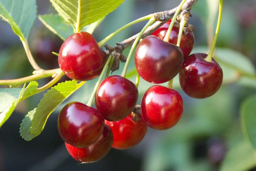 cherry-poisoning