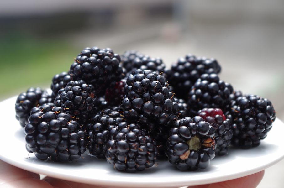 food-fruit-berries-blackberries-plant-berry-blackberry-dish-produce-loganberry-frutti-di-bosco-zante-currant-bilberry-ripe-boysenberry-564461