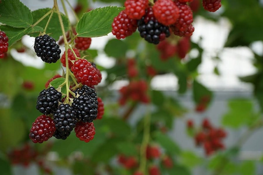 berries-nature-red-berry-red