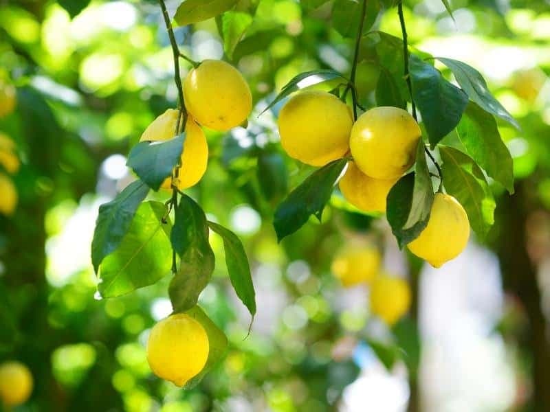 خرید شگفت انگیز لیمو ترش ارگانیک با نازل ترین قیمت