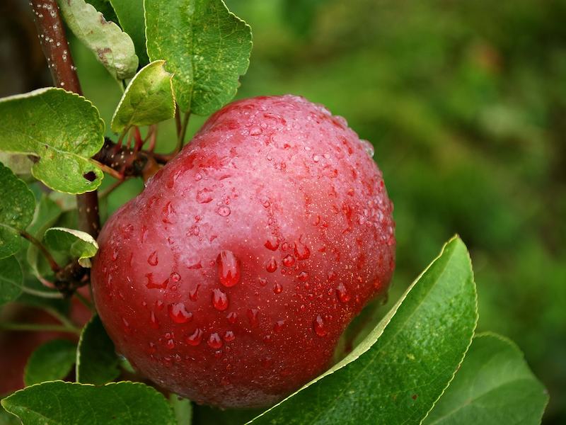 One-red-apple-water-droplets-twigs-green-leaves_2560x1920