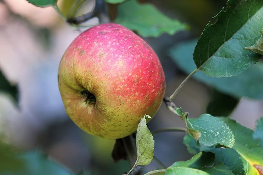 apple-red-boscoop-fruit-fresh