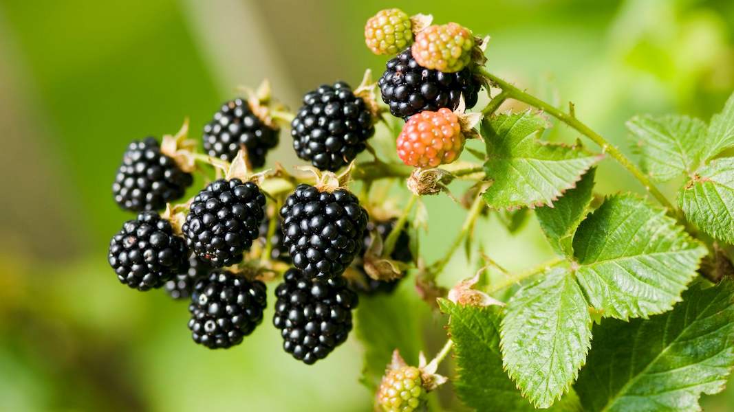 skynews-blackberries-fruit_5920615
