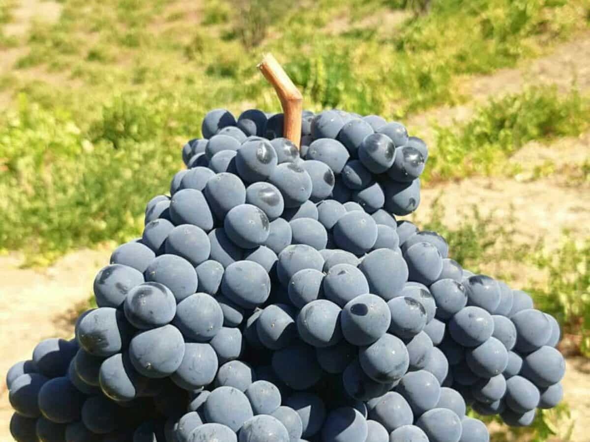 black-grapes-sardasht-1200x900