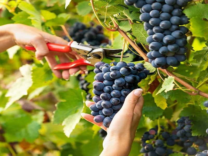 young-pretty-woman-picking-black-grape