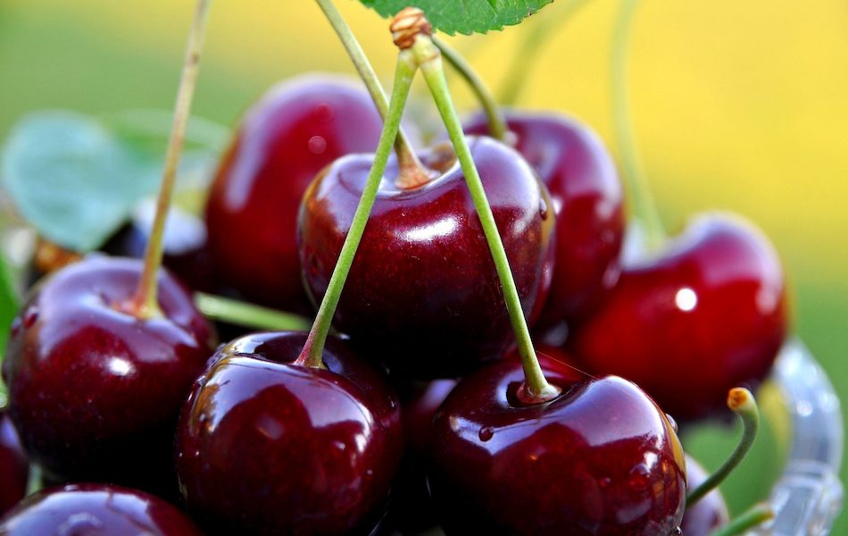 sweet-cherry-crop-clusters-cherries-wallpaper