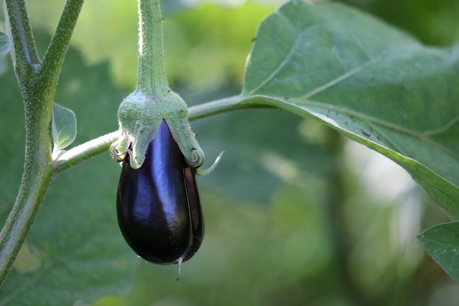 what-not-to-grow-with-arugula-egg-plants-aubergines