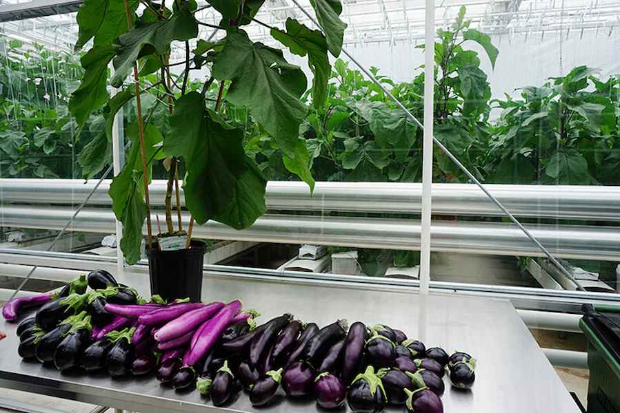 Greenhouse-Eggplant