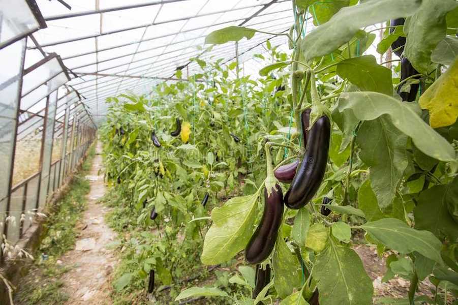 greenhouse-eggplant-field-agriculture-turkey-antalya-greenhouse-eggplant-field-agriculture-turkey-antalya-145565337