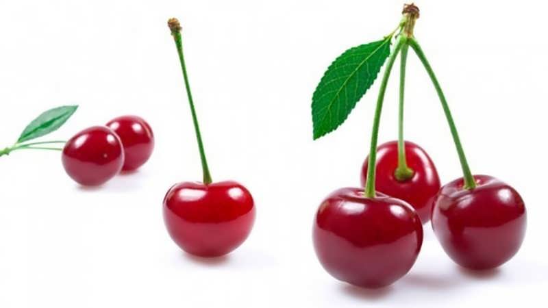 SOUR-CHERRY-5-1