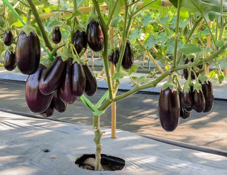 How-Eggplant-Grows