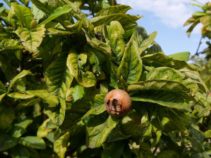 mespilus-germanica-macrocarpa