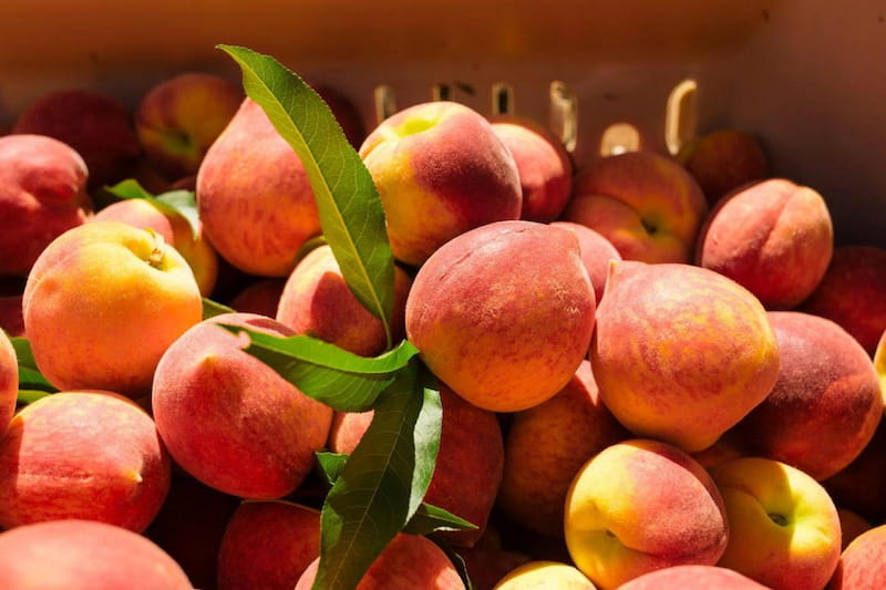 31PEACHES1_superJumbo (1)