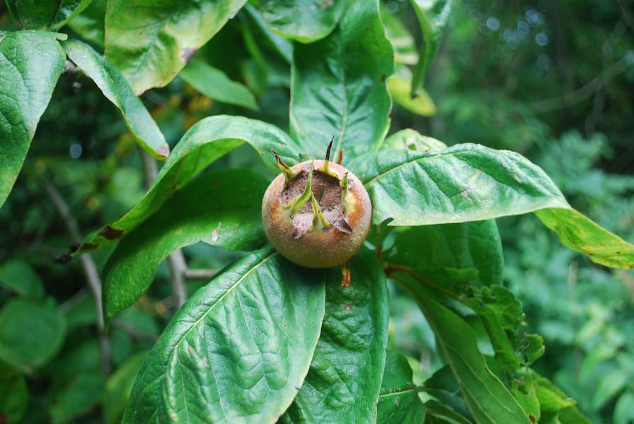 russian-medlar-dsc_0185