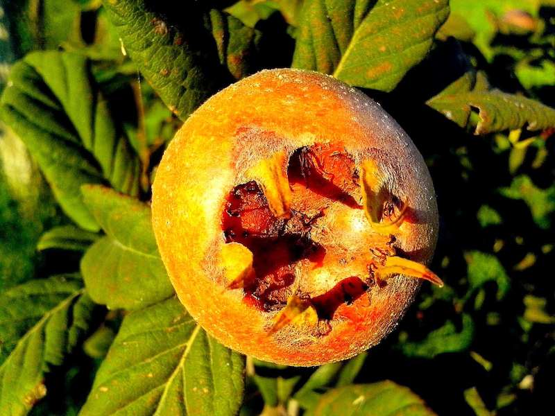 medlar-fruit