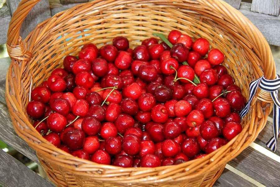 cherries-basket-fruit-garden-nature-harvest