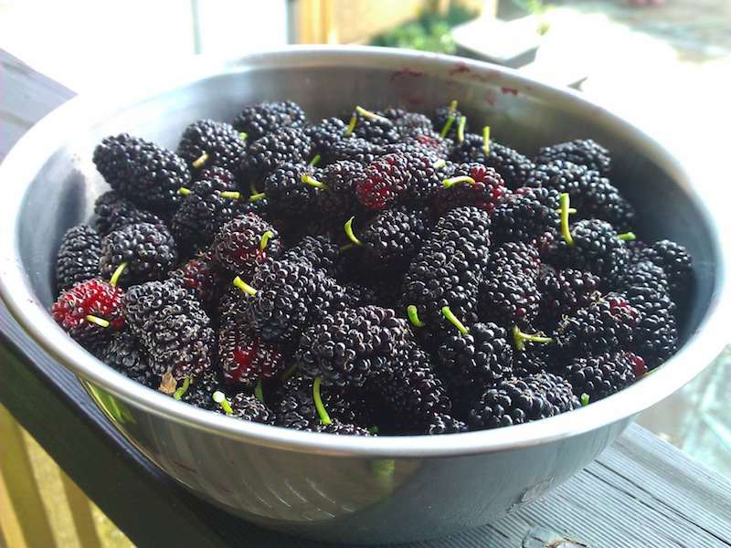 mulberries-in-dish