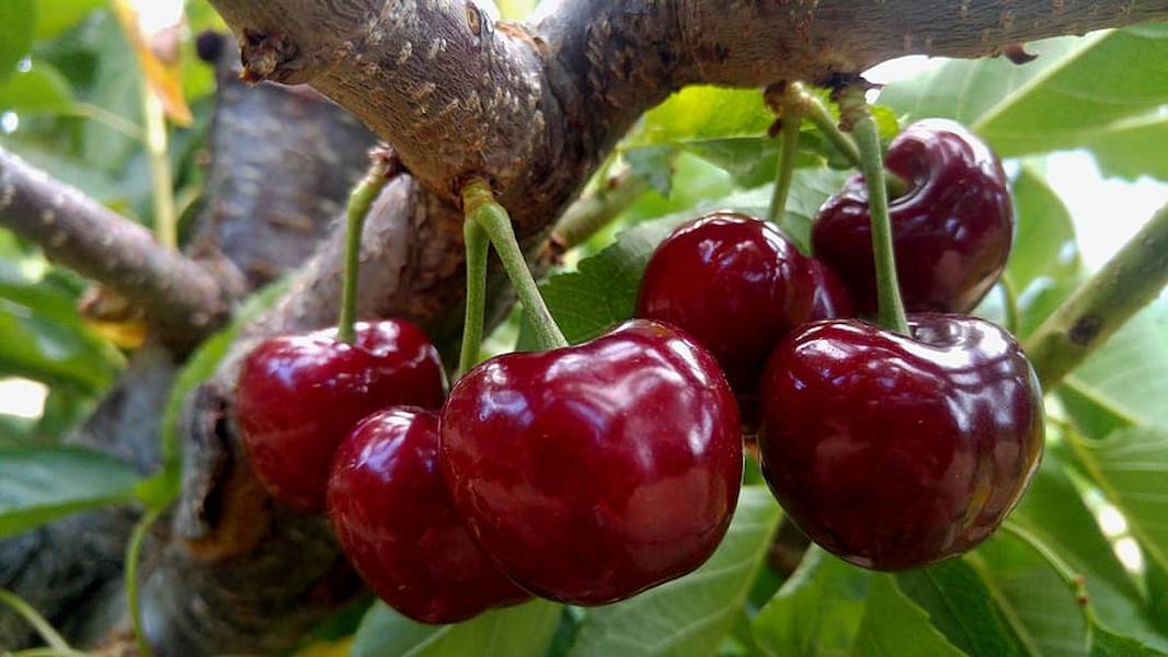 cherries-of-the-jerte-spain