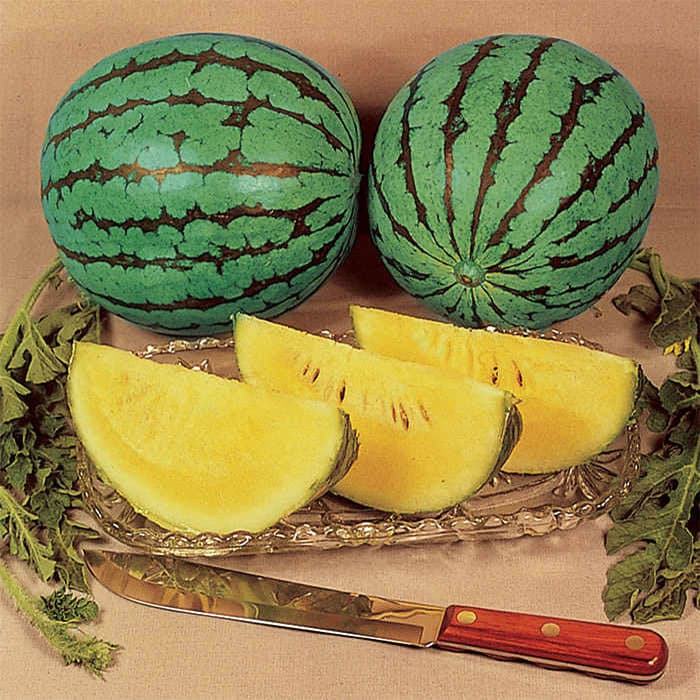 Yellow-Doll-Hybrid-Watermelon