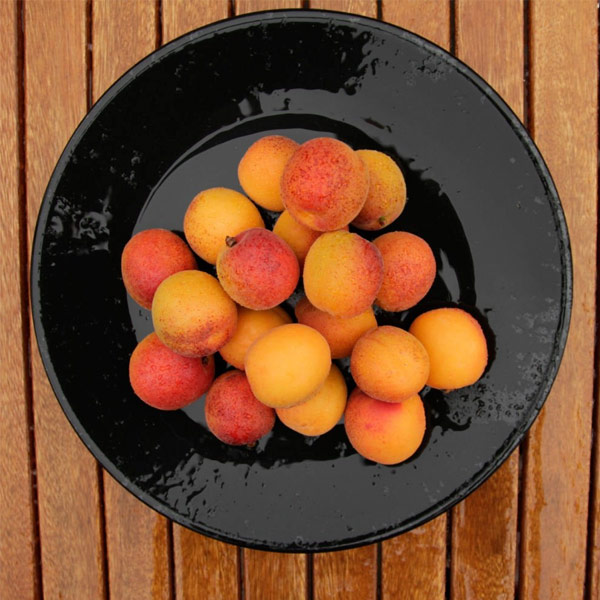 Apricot-photokade-com-4