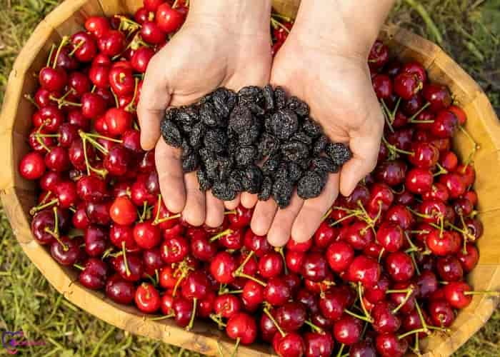 فروش آلبالو خشک آفتابی کاملا ارگانیک