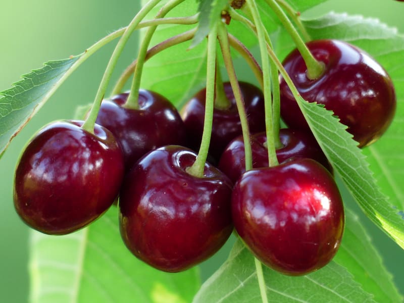 Cherry-sweet-cherry-red-fruit (1)
