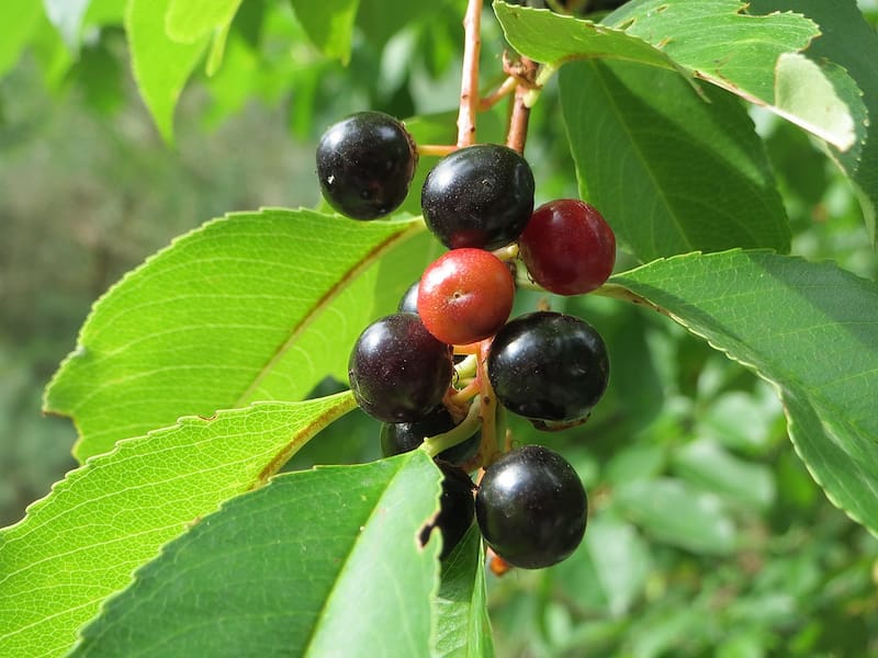 20140808Prunus_serotina2 (1)