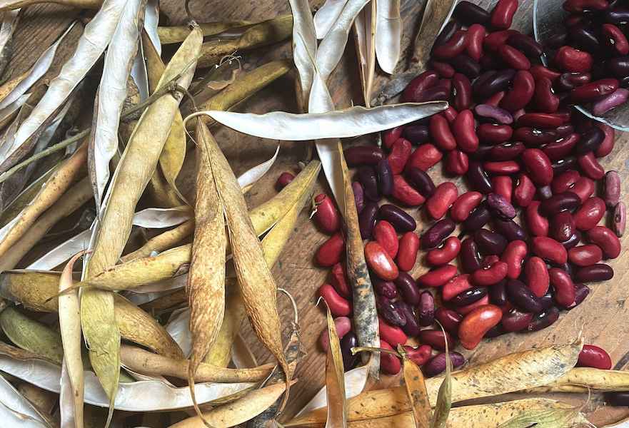 لوبیا قرمز 500 گرمی به قیمت عمده در بازارهای داخلی