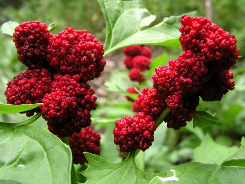 chenopodium_capitatum (1)