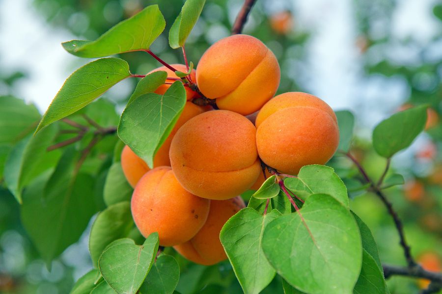 Serbian_Apricot