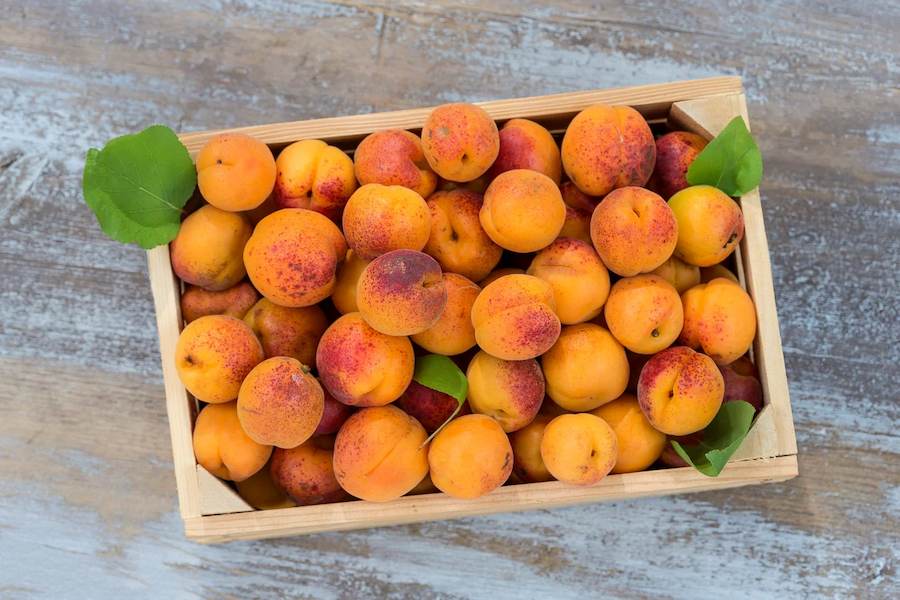 apricots (1)