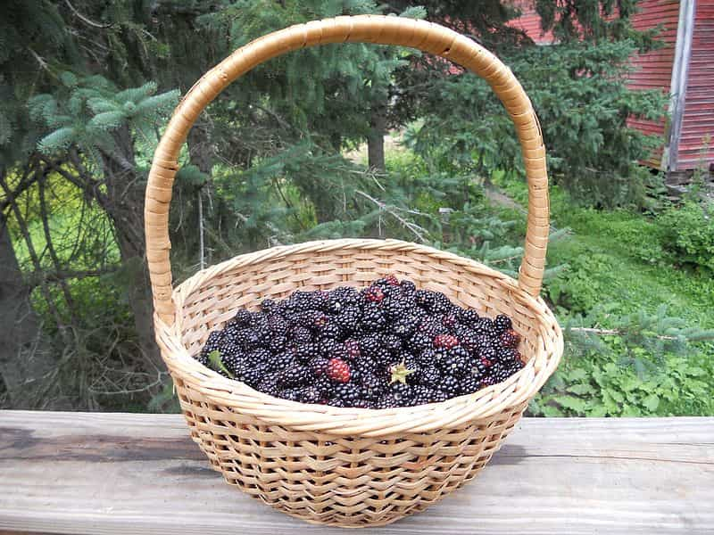 Basket_of_wild_blackberries (1)