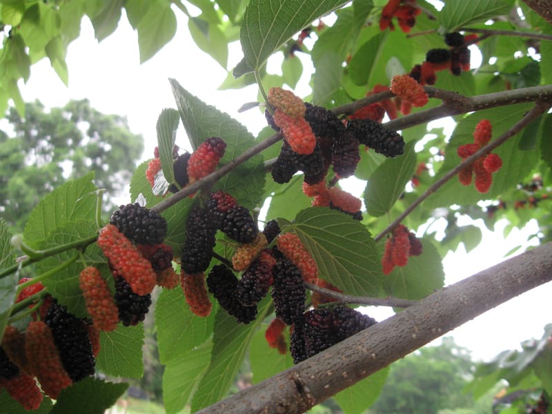 Blackmulberrytree (1)