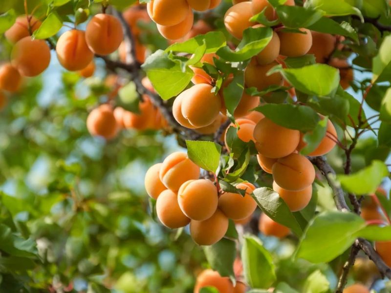 bunch-of-ripe-apricots-hanging-on-a-tree