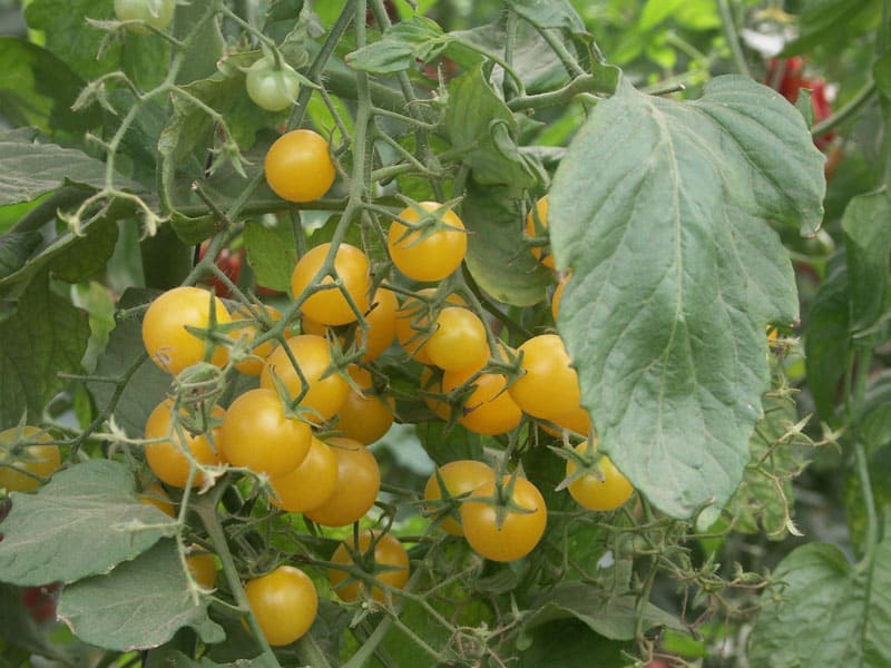 yellow_cherry_greenhouse (1)