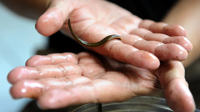 leeches-for-medical-therapy-indonesia-getty-images